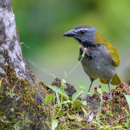 La Fortuna, Central Pacific Photo #4 by Becky Matsubara from flickr