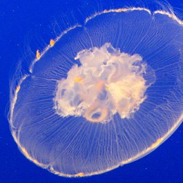 Vancouver Aquarium, Vancouver Photo #8 by Ruth Hartnup from flickr