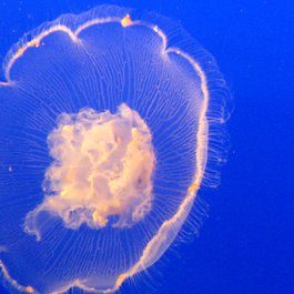 Vancouver Aquarium, Vancouver Photo #9 by Ruth Hartnup from flickr
