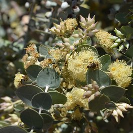 Adelaide Botanic Garden, Adelaide Photo #6 by John Jennings from flickr