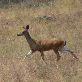 Sugarloaf Ridge State Park, Santa Rosa Photo #7 by jerseygal2009 from flickr