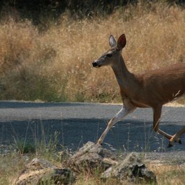 Sugarloaf Ridge State Park, Santa Rosa Photo #5 by jerseygal2009 from flickr