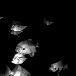National Aquarium, Baltimore Photo #1 by Joe Lin from flickr