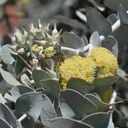 Adelaide Botanic Garden, Adelaide Photo #7 by John Jennings from flickr