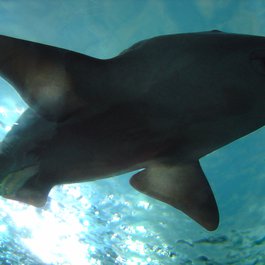 Ripley's Aquarium Of Myrtle Beach, Myrtle Beach Photo #3 by greyloch from flickr