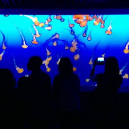 Monterey Bay Aquarium, Monterey Photo #8 by Bill Abbott from flickr