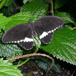 Butterfly Conservatory, Niagara Falls Photo #1 by Michael Gray from flickr