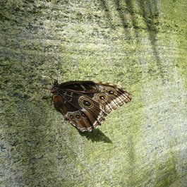 Butterfly Conservatory, Niagara Falls Photo #8 by Michael Gray from flickr