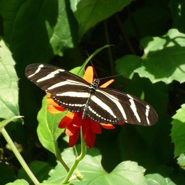 Butterfly Conservatory, Niagara Falls Photo #4 by Michael Gray from flickr