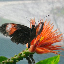 Butterfly Conservatory, Niagara Falls Photo #2 by Michael Gray from flickr