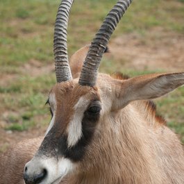 Safari West, Santa Rosa Photo #6 by Dharmesh Patel from flickr