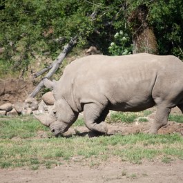 Safari West, Santa Rosa Photo #5 by Dharmesh Patel from flickr