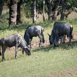 Safari West, Santa Rosa Photo #7 by Dharmesh Patel from flickr