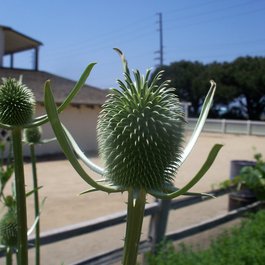 Olivas Adobe Historic Park, Ventura Photo #6 by Konrad Summers from flickr