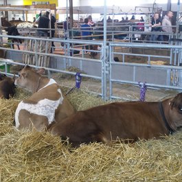 New York State Fairgrounds, Syracuse Photo #7 by Doug Kerr from flickr