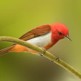 Valle Del Cauca, Colombia Photo #3 by Robert Lewis from flickr