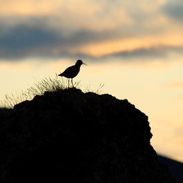 Mývatn, North Iceland Photo #2 by Stig Nygaard from flickr