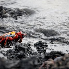 Puerto Villamil, Galapagos Islands Photo #3 by Derek Simeone from flickr