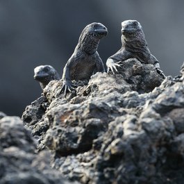 Puerto Villamil, Galapagos Islands Photo #2 by Derek Simeone from flickr