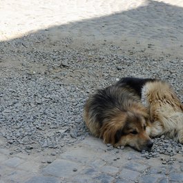 Sighișoara, Sibiu Photo #6 by Emmanuel DYAN from flickr