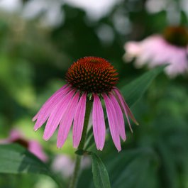 Cedarburg, Milwaukee Photo #7 by Avinash Bhat from flickr