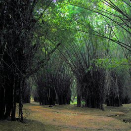 Cubbon Park, Bangalore Photo #1 by Ajith Kumar from flickr