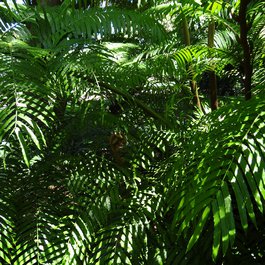 Durban Botanic Gardens, Durban Photo #3 by Esther Westerveld from flickr