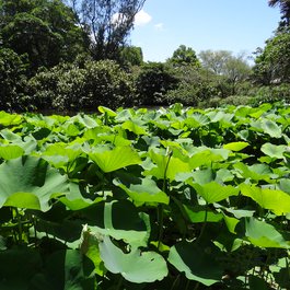 Durban Botanic Gardens, Durban Photo #9 by Esther Westerveld from flickr