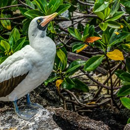 Genovesa Island, Galapagos Islands Photo #8 by Steven dosRemedios from flickr