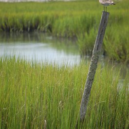 Pawleys Island, South Carolina Photo #3 by Nesbitt_Photo from flickr