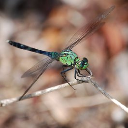 Pawleys Island, South Carolina Photo #4 by Nesbitt_Photo from flickr