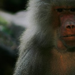 Adelaide Zoo, Adelaide Photo #9 by Greg Scales from flickr