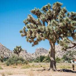 Pioneertown, Palm Springs Photo #7 by m01229 from flickr