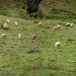 Kodaikanal, Madurai Photo #8 by B Balaji from flickr
