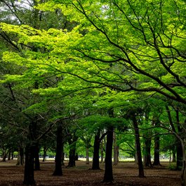 Yoyogi Park, Tokyo Photo #1 by ajay_suresh from flickr
