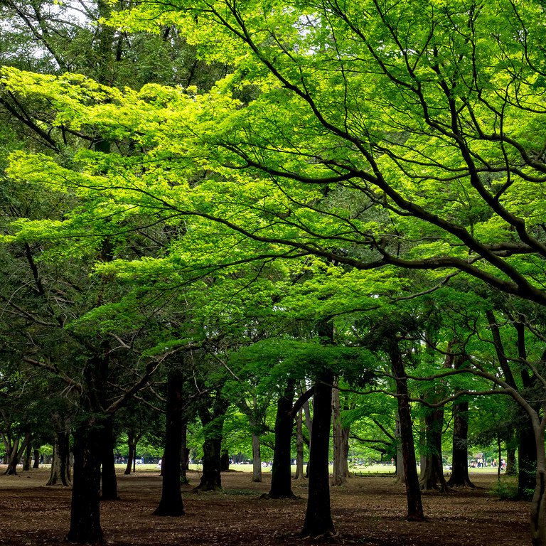 Yoyogi Park, Tokyo