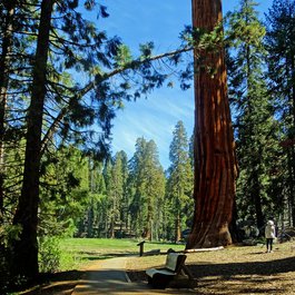 Big Trees Trail, Sequoia National Park Photo #8 by Don Graham from flickr