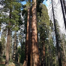 General Sherman Tree, Sequoia National Park Photo #9 by Matthew Dillon from flickr