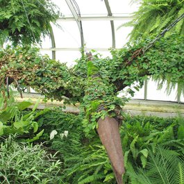 Buffalo itinerary, Buffalo And Erie County Botanical Gardens