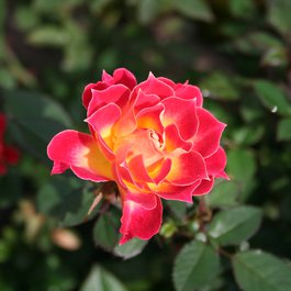 International Rose Test Garden, Portland Photo #2 by christopherhu from flickr