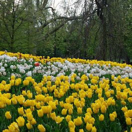 Vondelpark, Amsterdam Photo #6 by Julien Chatelain from flickr