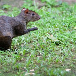 Gamboa, Panama City Photo #5 by Brian Gratwicke from flickr