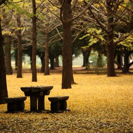 Yoyogi Park, Tokyo Photo #2 by mrhayata from flickr