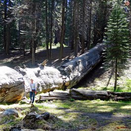 General Sherman Tree, Sequoia National Park Photo #3 by Don Graham from flickr