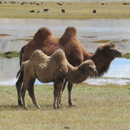Karakol, Kyrgyzstan Photo #6 by David Stanley from flickr