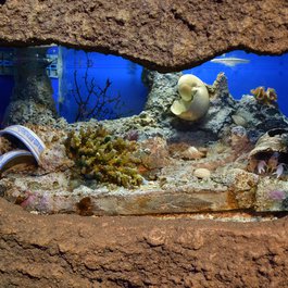 Aquaria Klcc, Kuala Lumpur Photo #4 by Cha già José from flickr