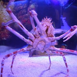 Aquaria Klcc, Kuala Lumpur Photo #8 by Cha già José from flickr