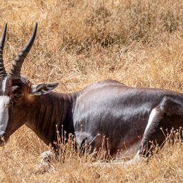 Safari West, Santa Rosa Photo #9 by Don DeBold from flickr