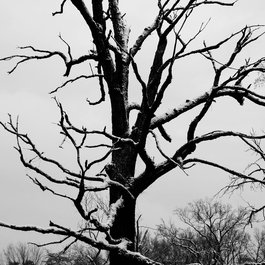 Forest Park, St. Louis Photo #2 by Dave Herholz from flickr