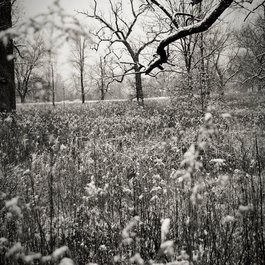 Forest Park, St. Louis Photo #4 by Dave Herholz from flickr